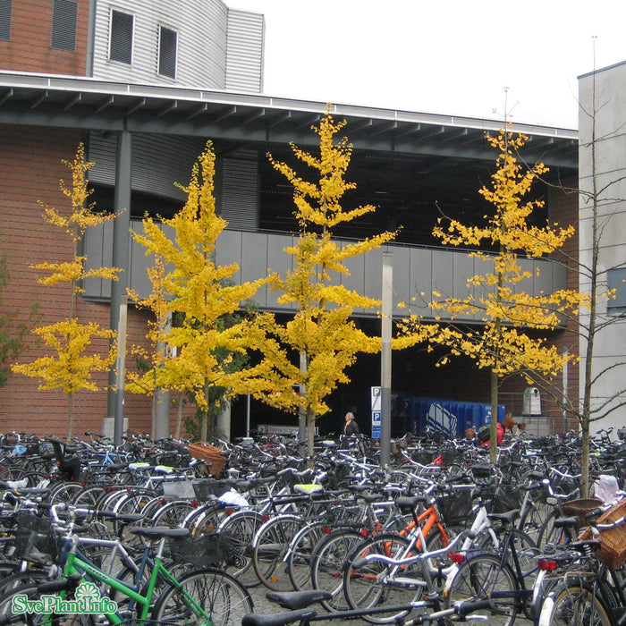 Ginkgo biloba 60-80 cm C6