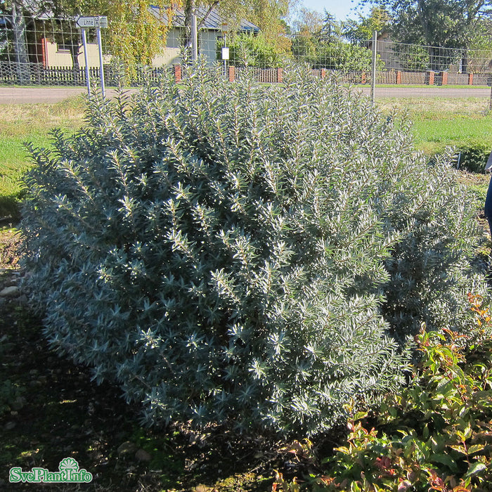 Hippophae rhamnoides 'Hikul' Busk C3,5