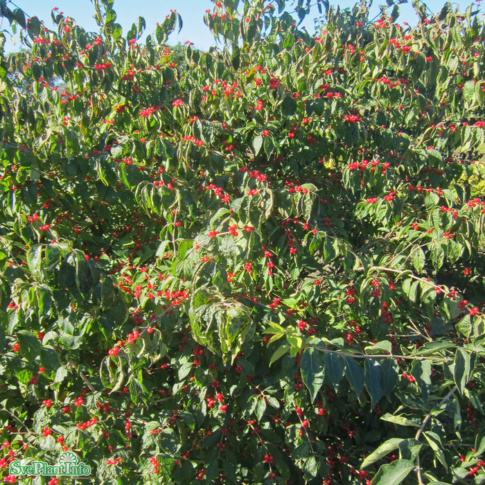 Lonicera maackii 'Kristall' E Busk C5