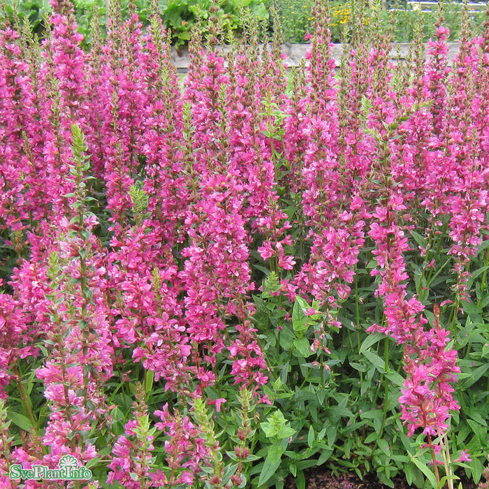 Lythrum salicaria 'Robert' A-kval