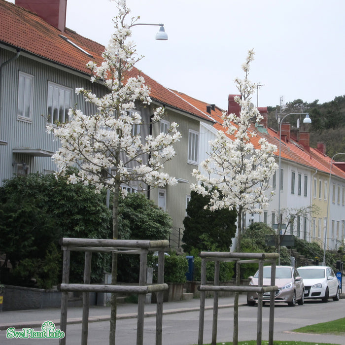 Magnolia kobus Ungträd C15 175-200cm