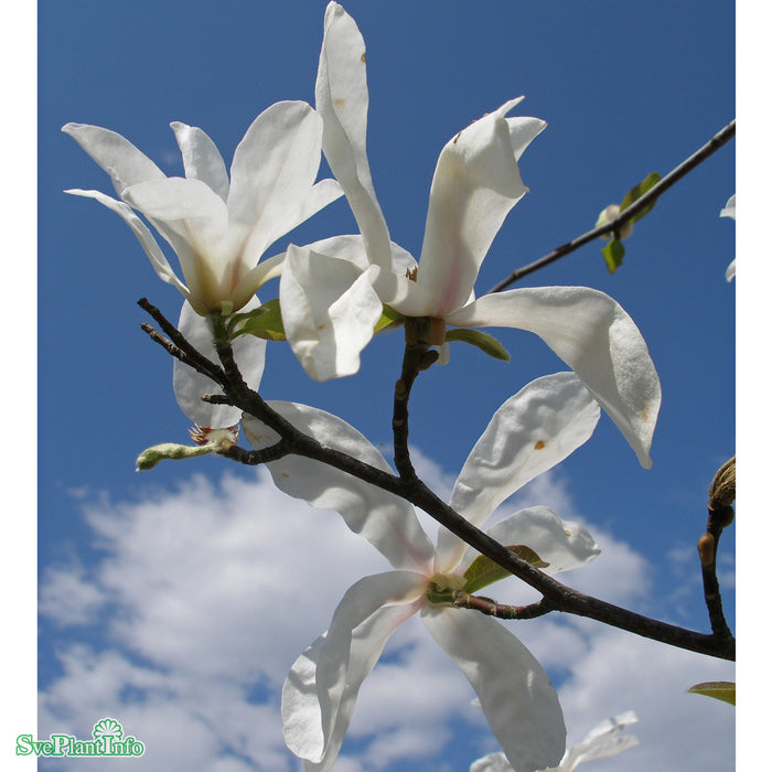 Magnolia kobus Högstam Kl So 12-14