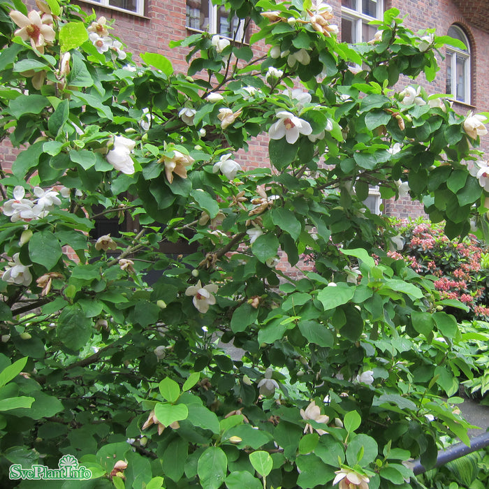 Magnolia sieboldii Solitär C20 150-175cm