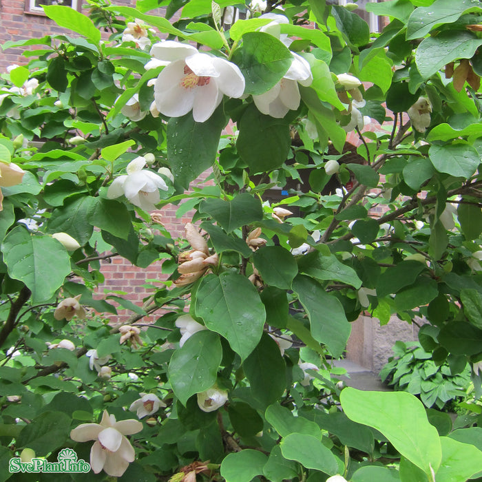 Magnolia sieboldii Solitär C10 100-125cm