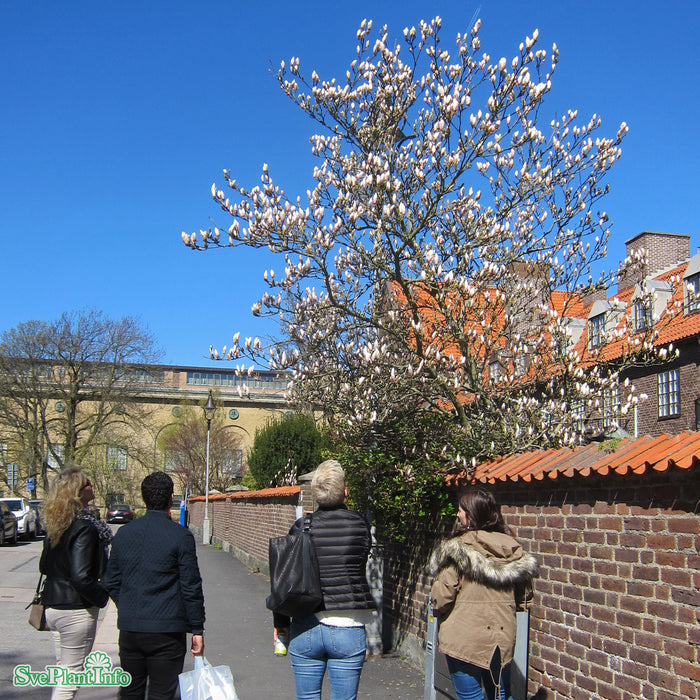 Magnolia soulangiana C6 50-60cm