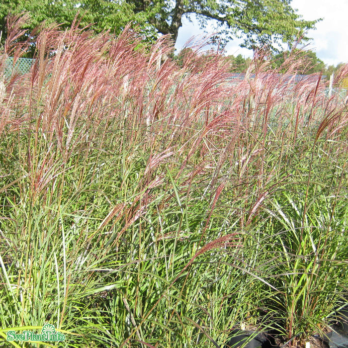 Miscanthus sinensis 'Dronning Ingrid' A-kval C2