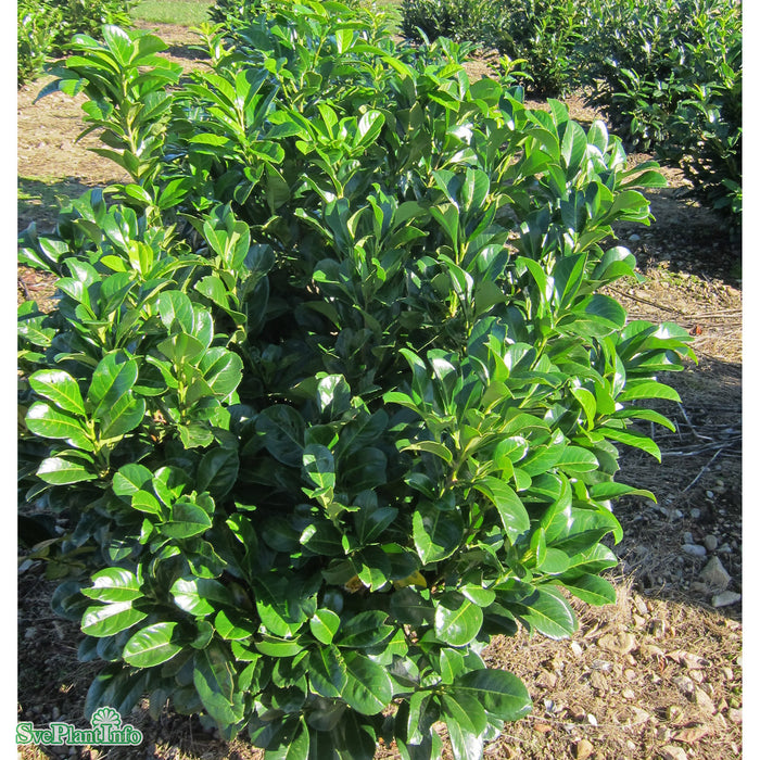 Prunus laurocerasus 'Etna' C12 80-100cm