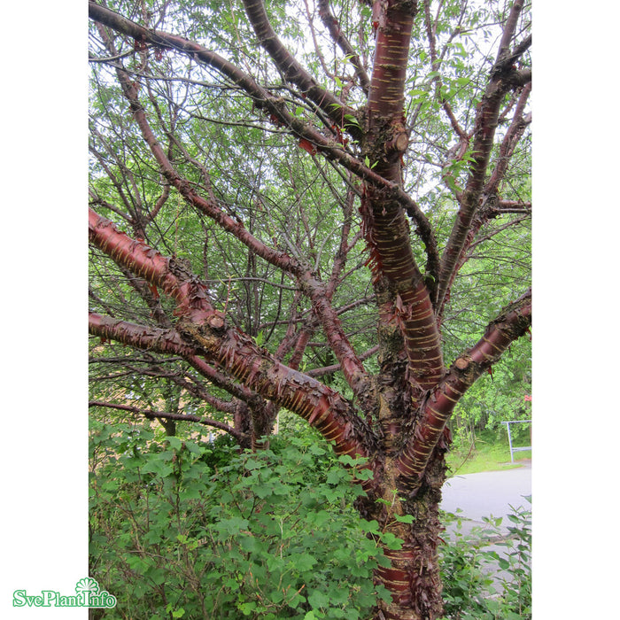 Prunus serrula Solitär C35 175-200cm