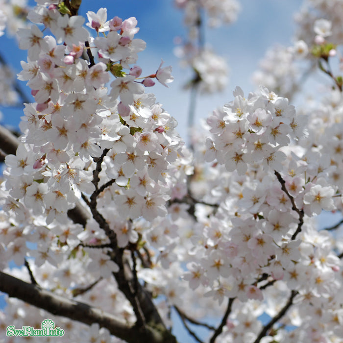Prunus x yedoensis Högstam Kl So 12-14