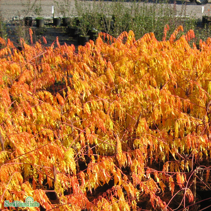 Rhus typhina TIGER EYES Busk C12 60-80cm