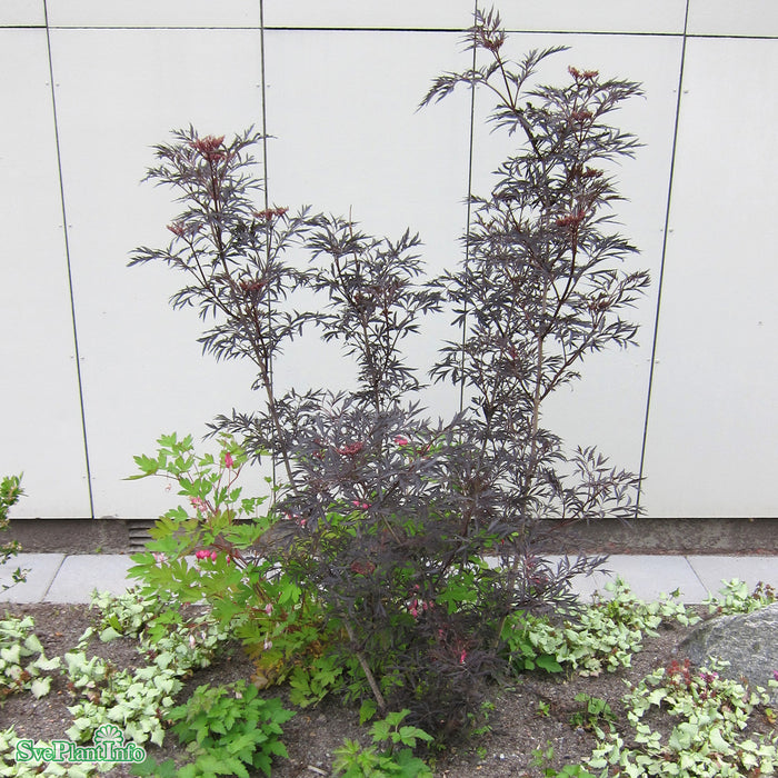 Sambucus nigra BLACK LACE Solitär Kl 100-125cm