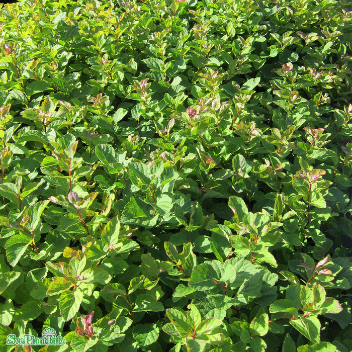 Spiraea splendens C3,5