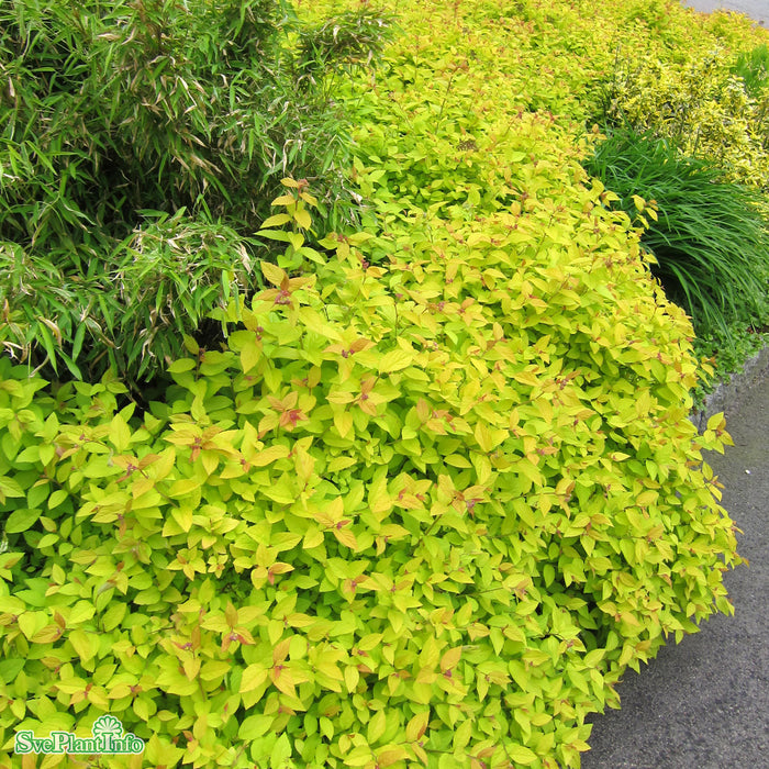 Spiraea japonica 'Golden Princess' C4,5 40-50cm