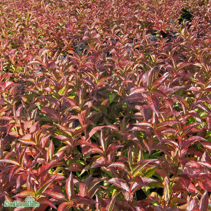 Weigela 'Monet' Busk C5