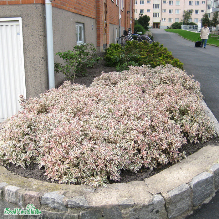 Weigela florida 'Monet' C4,6