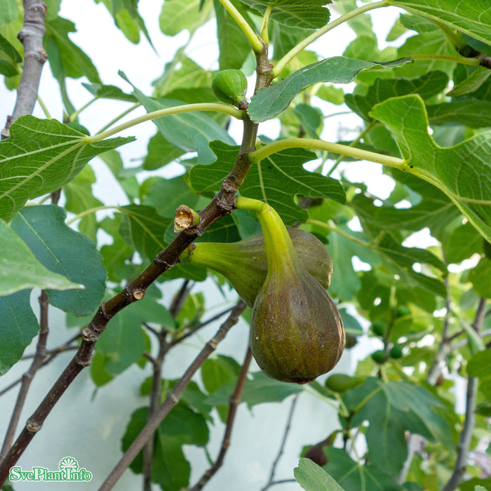 Ficus carica 'Brown Turkey' C18 XXL Högstam 125cm