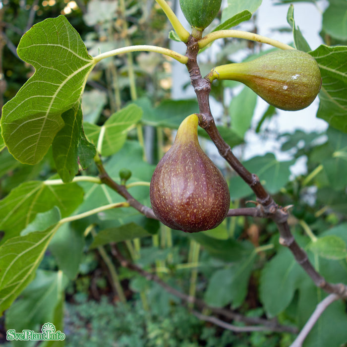 Ficus carica 'Brown Turkey' C18 XXL Högstam 125cm