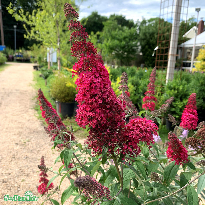 Buddleia 'Prince Charming' C5