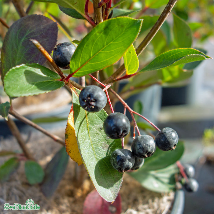 Aronia melanocarpa 'Autumn Magic' C4,5 40-60cm
