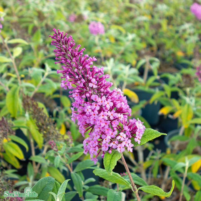 Buddleja davidii 'Pink Delight' Solitär C12 100cm
