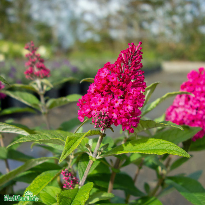 Buddleja davidii Butterfly Candy 'Lila Sweetheart' Busk C3