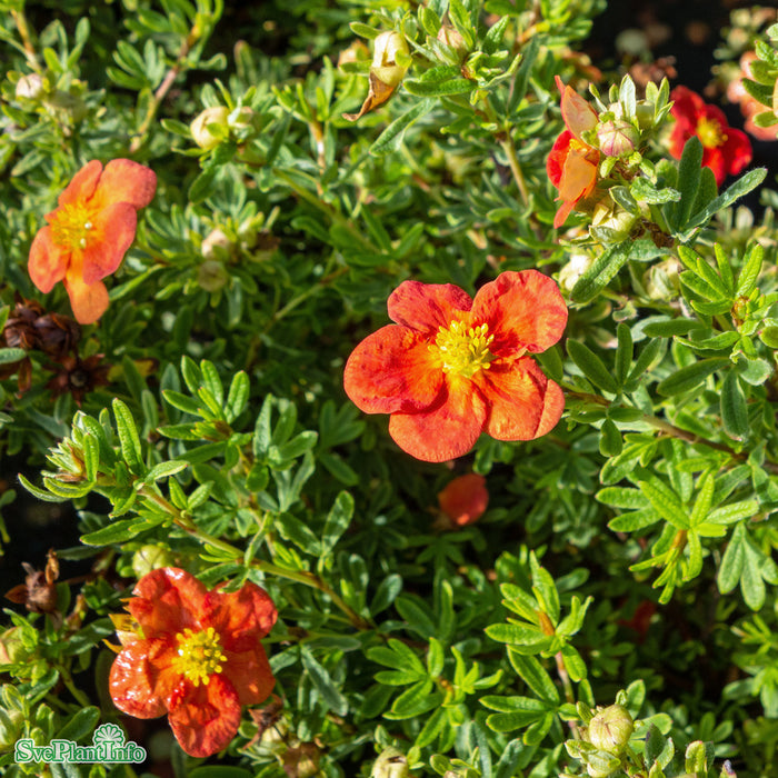 Dasiphora (Fruticosa) 'Red Ace' C2,8 30-40cm