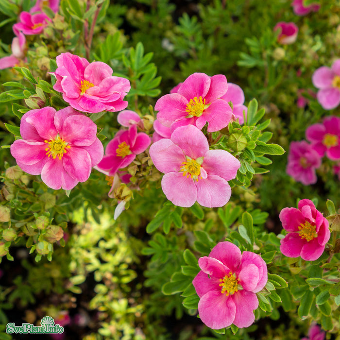 Dasiphora (Fruticosa) Pink Paradise Busk C3,5