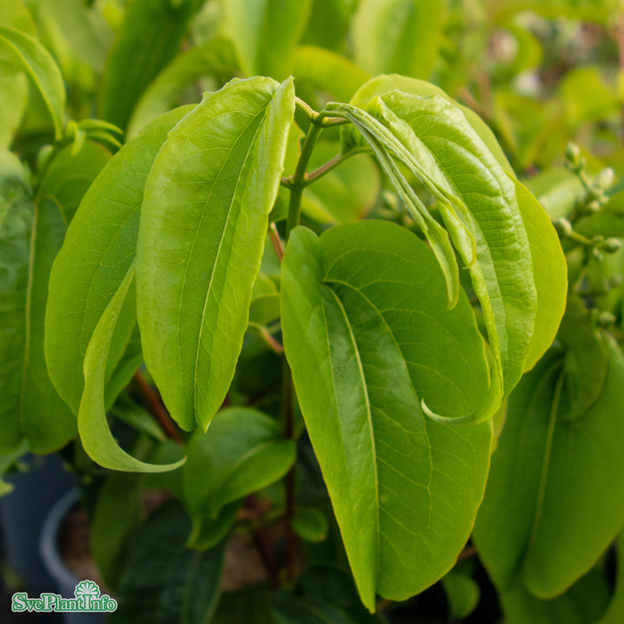 Heptacodium miconioides 'Tianshan' C15 80-100cm