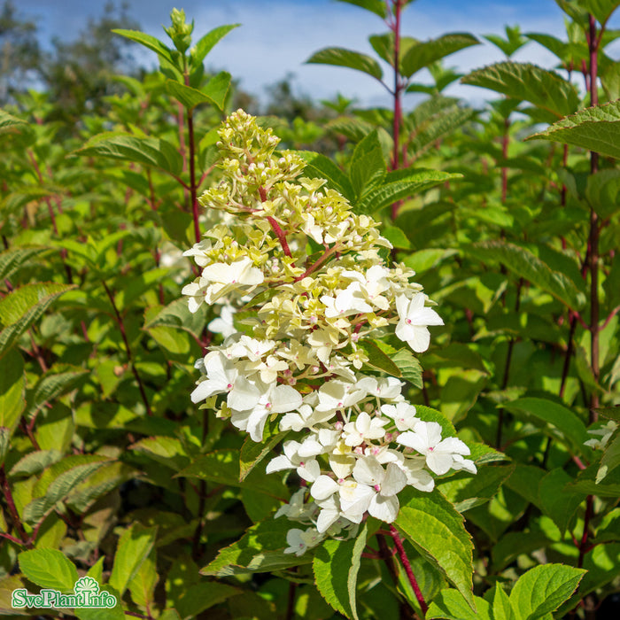 Hydrangea paniculata 'Fraise Melba' C12 60-80cm