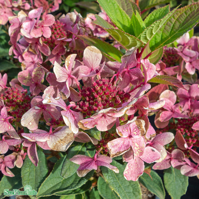 Hydrangea paniculata 'Polestar' C12