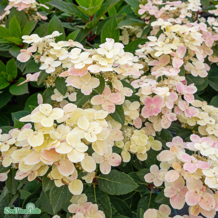 Hydrangea paniculata 'Polestar' C12