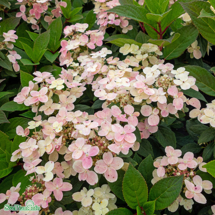 Hydrangea paniculata 'Polestar' C12