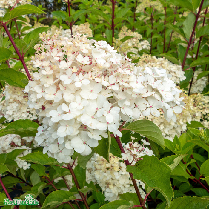Hydrangea paniculata vanille-fraise 'Renhy' Stam C10 90cm