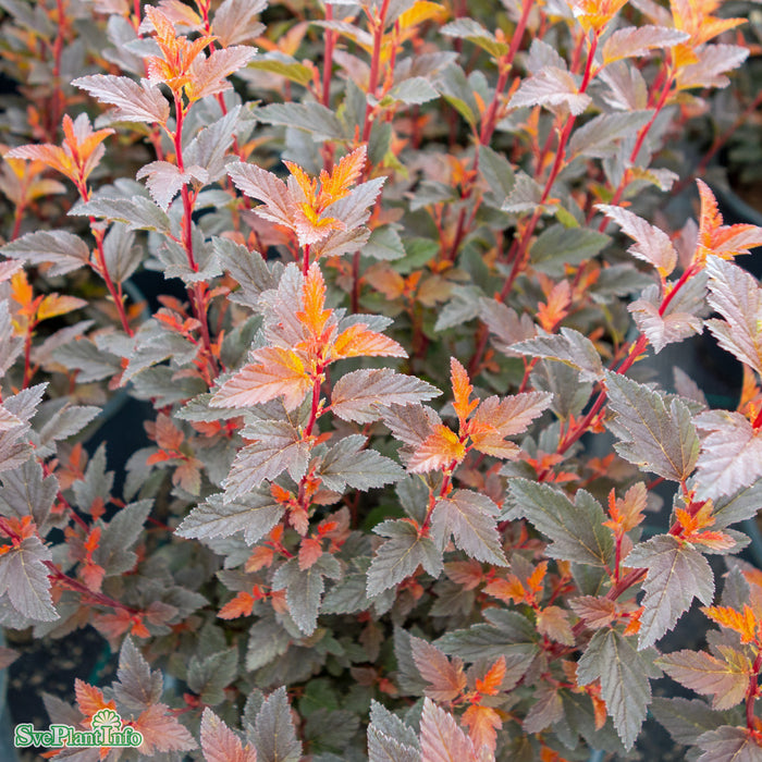 Physocarpus opulifolius 'Sweet Cherry Tea' Busk C4,5 40-50cm