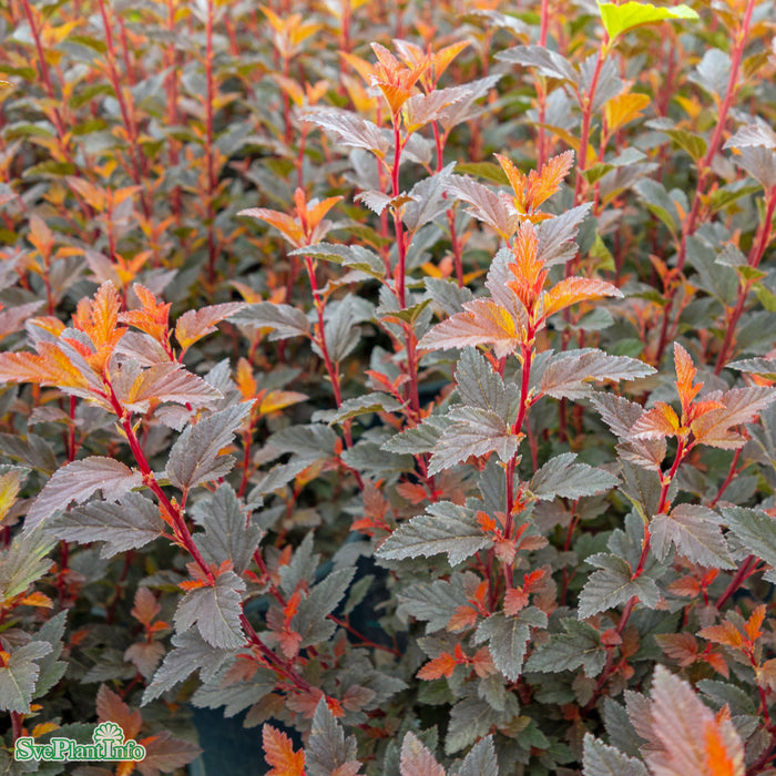 Physocarpus opulifolius 'Sweet Cherry Tea' Busk C4,5 40-50cm