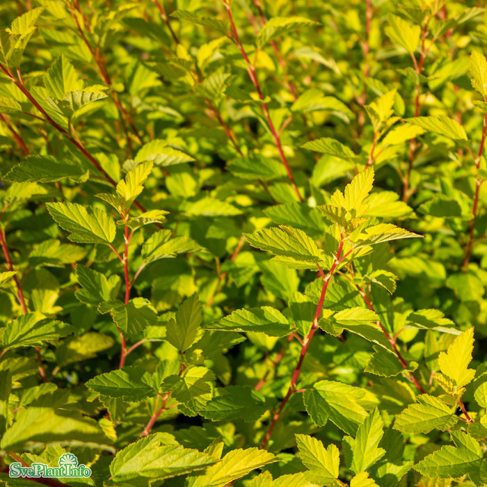 Physocarpus opulifolius 'Tiny Wine Gold' C10 Stam 60cm