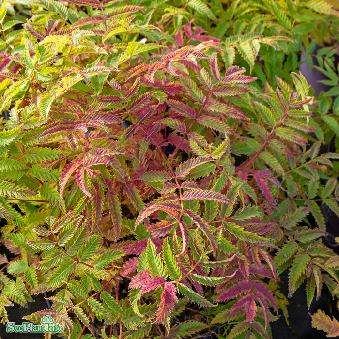 Sorbaria sorbifolia 'Matcha Ball' C6