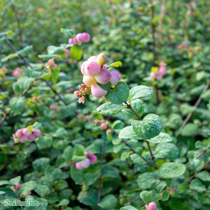 Symphoricarpos x door. 'Mother of Pearl' Busk C3,4