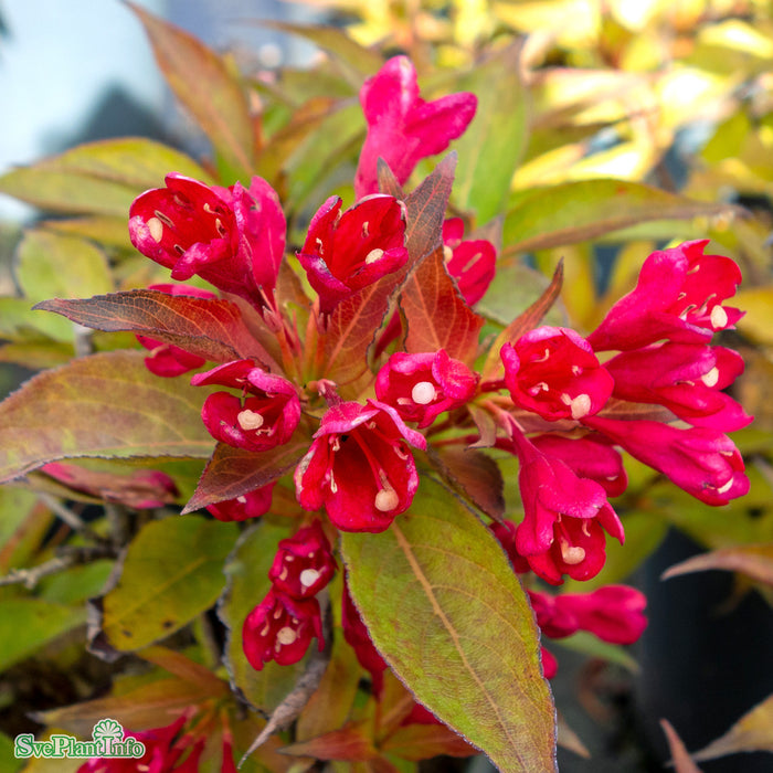 Weigela florida 'All Summer Red' Busk C4,6