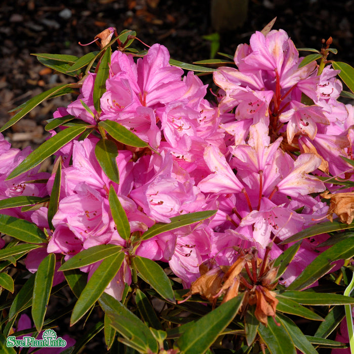 Rhododendron 'Graziella' Stam C10 80cm