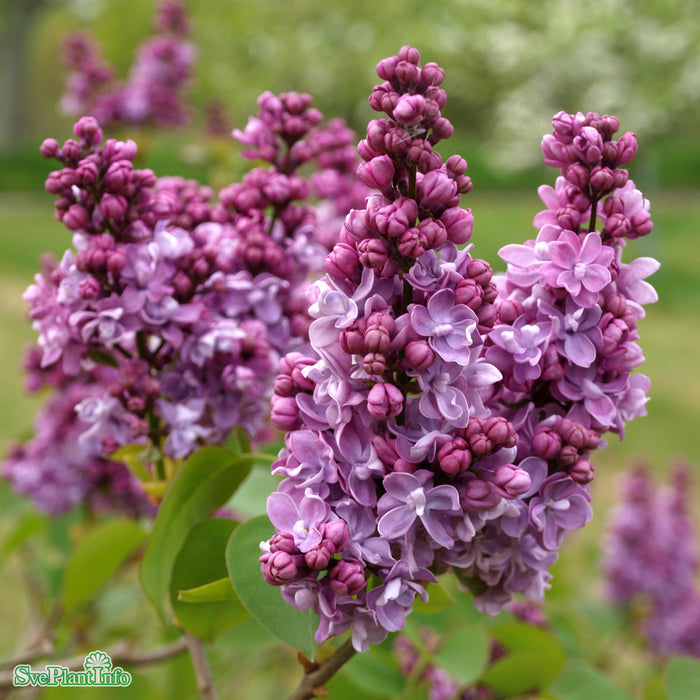 Syringa vulgaris 'Toddylunden' C5