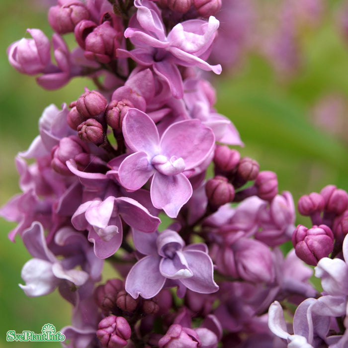 Syringa vulgaris 'Toddylunden' C10