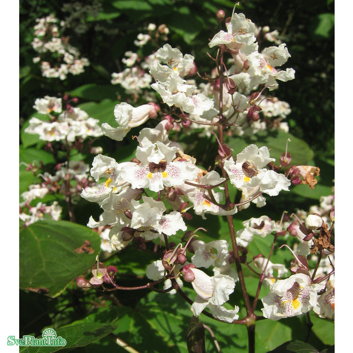 Catalpa erubescens 'Purpurea' C12 100-150cm