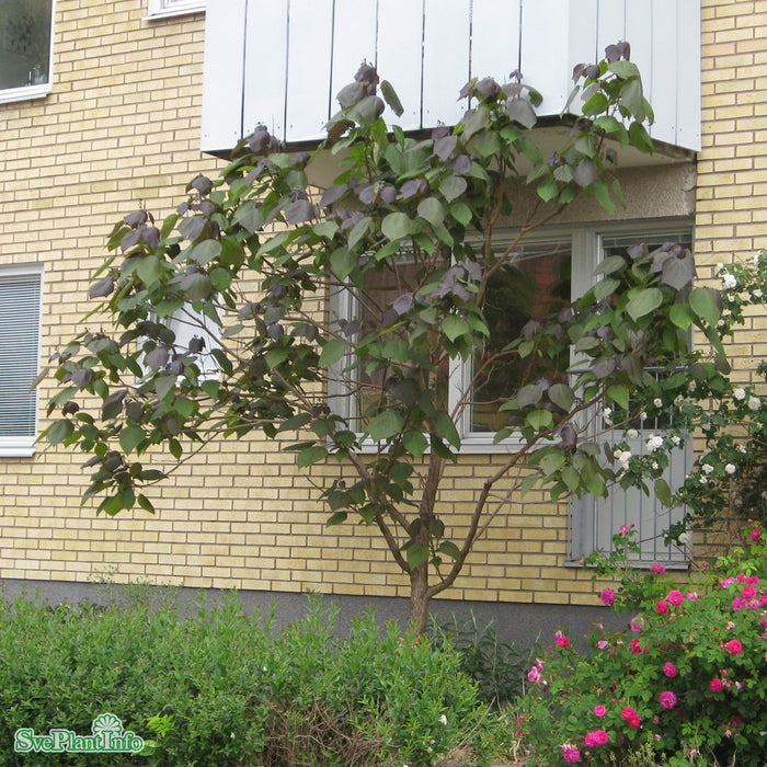 Catalpa erubescens 'Purpurea' C12 100-150cm