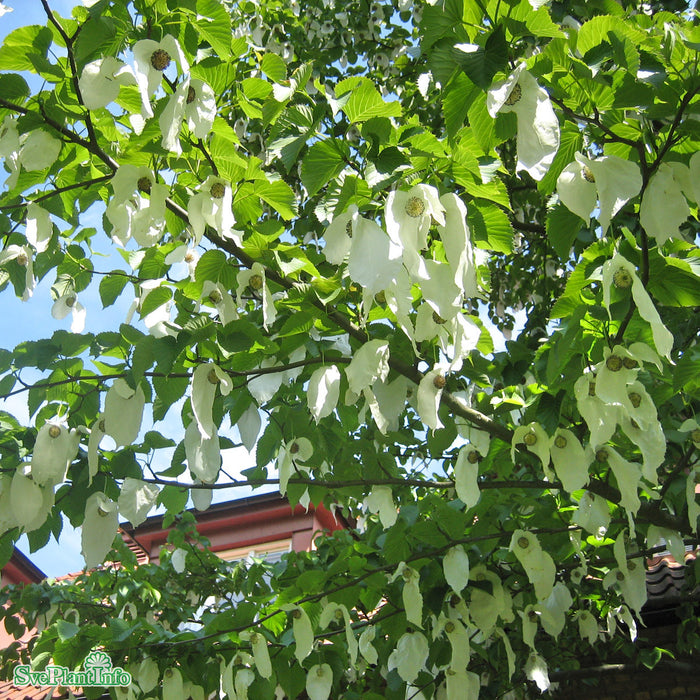Davidia involucrata Högstam C35 So 8-10cm