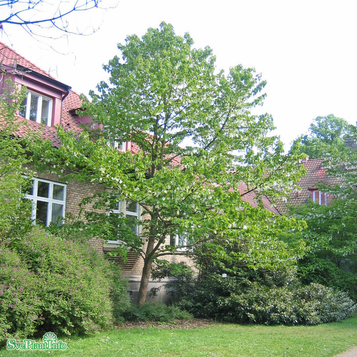Davidia involucrata Busk C12 60-100cm
