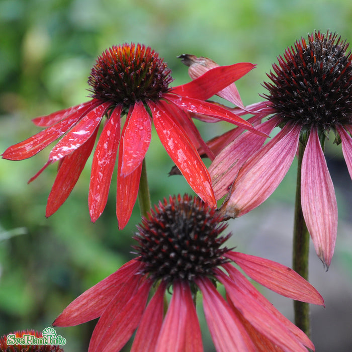 Echinacea 'Hot Summer' A-kval