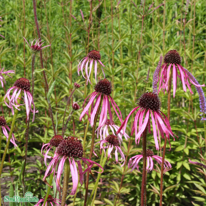 Echinacea pallida A-kval