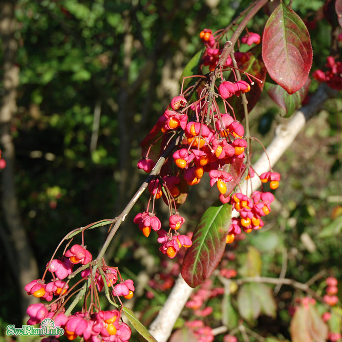 Euonymus europaeus 'Red Cascade' Solitär C20 150-175cm