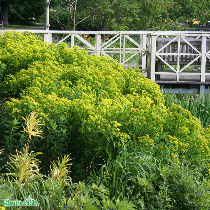 Euphorbia palustris A-kval